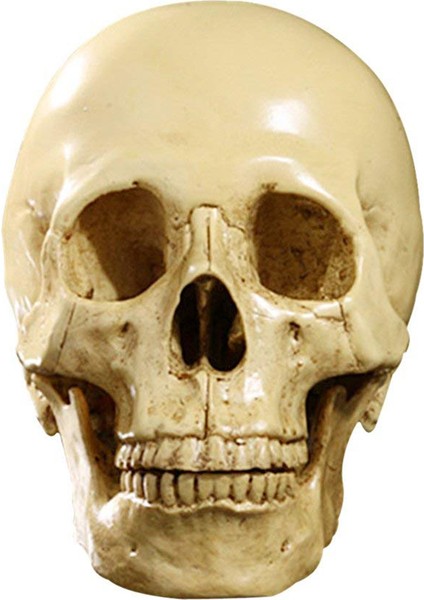 Model 1: 1 Reçine Insan Kafatası Anatomik Öğretim Dekorasyon Sarı (Yurt Dışından) fiyatları