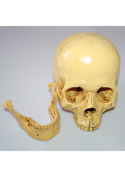 Model 1: 1 Reçine Insan Kafatası Anatomik Öğretim Dekorasyon Sarı (Yurt Dışından) fırsatları