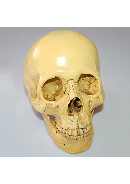 Model 1: 1 Reçine Insan Kafatası Anatomik Öğretim Dekorasyon Sarı (Yurt Dışından) indirimleri