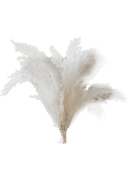 Beyaz Pampas Otu - Düğün, Ev ve Etkinlik Dekoru Için Kaık Pampa Otu'ndan 10 Pampa Sapı - Kurutulmuş Pampa Otu (Yurt Dışından)