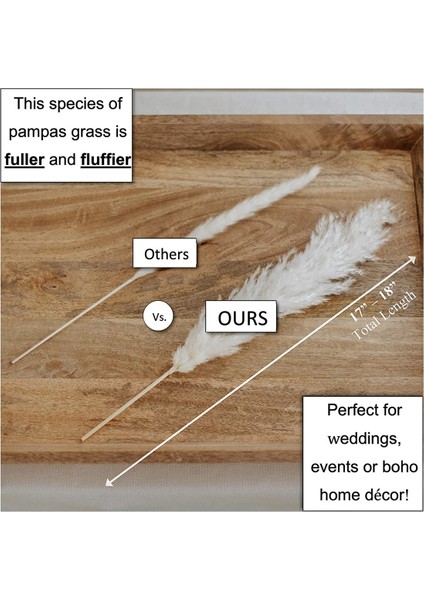 Beyaz Pampas Otu - Düğün, Ev ve Etkinlik Dekoru Için Kaık Pampa Otu'ndan 10 Pampa Sapı - Kurutulmuş Pampa Otu (Yurt Dışından) modelleri