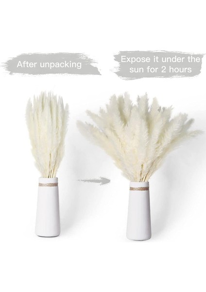 40 Adet Doğal Kurutulmuş Beyaz Pampas Çim 45 cm Kaık ve Sallanan Dıy Boho Bitki Düğün Çiçek Aranjmanları Dekor Için (Yurt Dışından) fırsatları