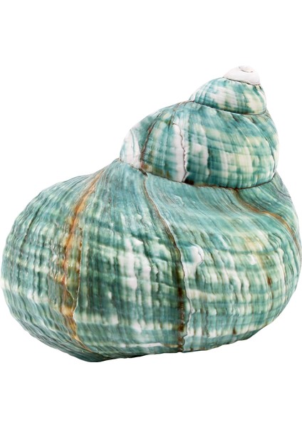 10 cm Yeşil Turbo Doğal Nadir Gerçek Deniz Kabuğu Kabuklu Çarpıcı Şifa Dekor Okyanus 1 Adet (Yurt Dışından)