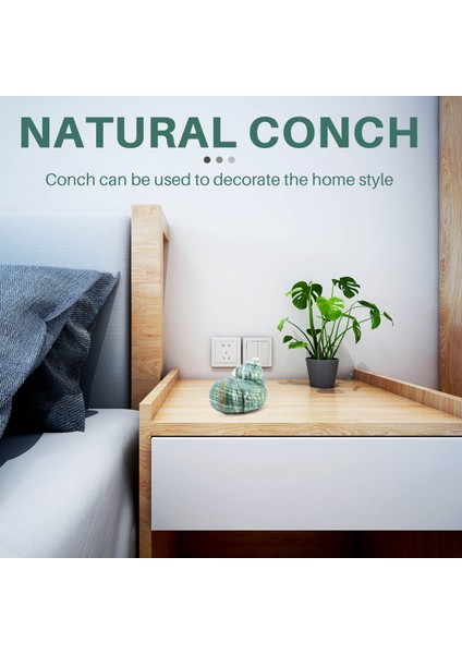 10 cm Yeşil Turbo Doğal Nadir Gerçek Deniz Kabuğu Kabuklu Çarpıcı Şifa Dekor Okyanus 1 Adet (Yurt Dışından) modelleri