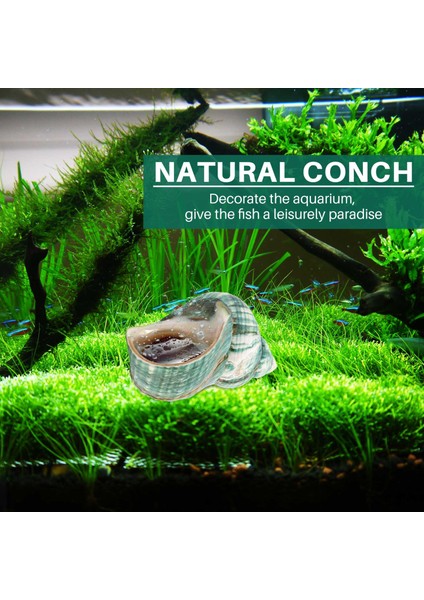 10 cm Yeşil Turbo Doğal Nadir Gerçek Deniz Kabuğu Kabuklu Çarpıcı Şifa Dekor Okyanus 1 Adet (Yurt Dışından) fırsatları