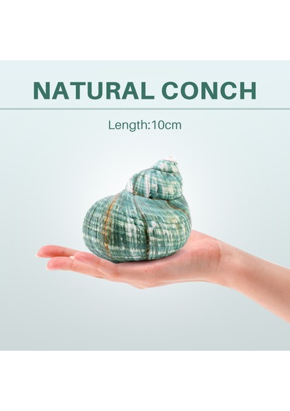 10 cm Yeşil Turbo Doğal Nadir Gerçek Deniz Kabuğu Kabuklu Çarpıcı Şifa Dekor Okyanus 1 Adet (Yurt Dışından) indirimleri