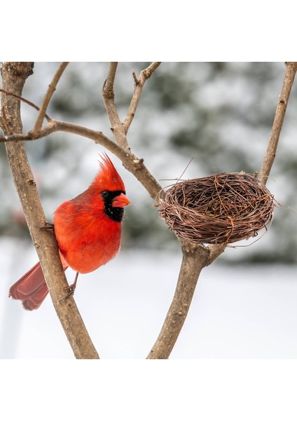 El Yapımı Asma Dal Kuş Yuvası Ev Doğa El Sanatları Tatil Fotoğraf Bahçe Dekoru Için (Yurt Dışından) indirimleri