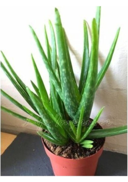 Alovera Fidanı Sarı Sabır 20 cm fırsatları