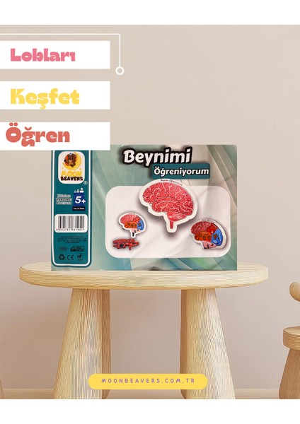 Beynimiz Ahşap Öğrenme Seti – Çocuklar İçin Beyin Yapısını Keşfetme ve Parça Birleştirme Oyunu fiyatları