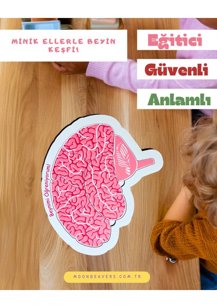 Beynimiz Ahşap Öğrenme Seti – Çocuklar İçin Beyin Yapısını Keşfetme ve Parça Birleştirme Oyunu modelleri