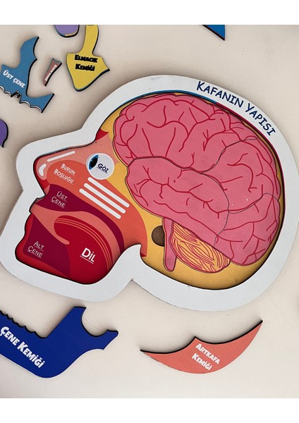 Kafamızın Yapısını Öğreten Eğitici Ahşap Set | Çocuklar İçin Bedenimizi Tanıma Oyuncağı indirimleri