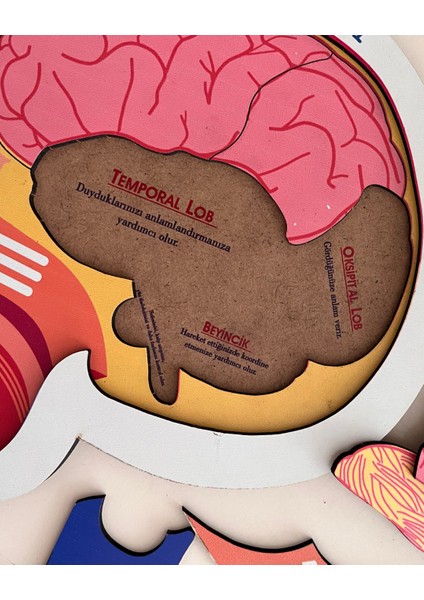 Kafamızın Yapısını Öğreten Eğitici Ahşap Set | Çocuklar İçin Bedenimizi Tanıma Oyuncağı