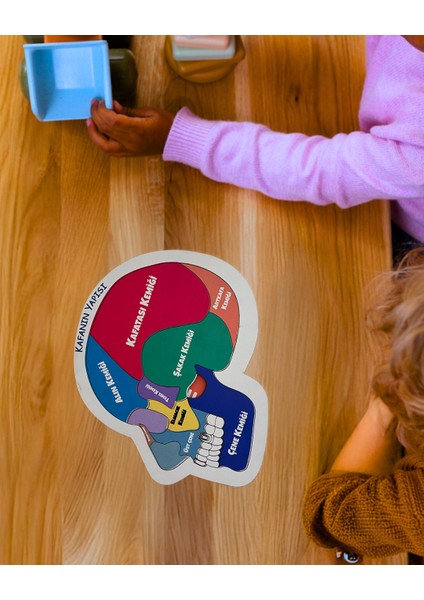 Kafamızın Yapısını Öğreten Eğitici Ahşap Set | Çocuklar İçin Bedenimizi Tanıma Oyuncağı