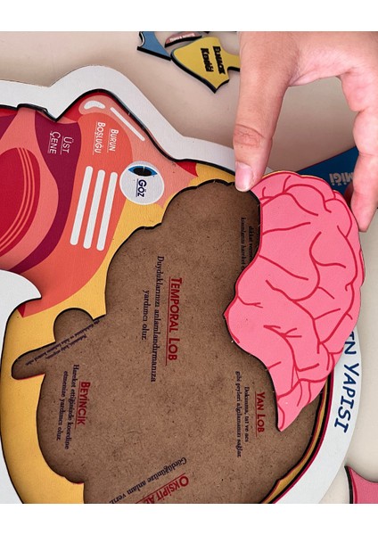 Kafamızın Yapısını Öğreten Eğitici Ahşap Set | Çocuklar İçin Bedenimizi Tanıma Oyuncağı