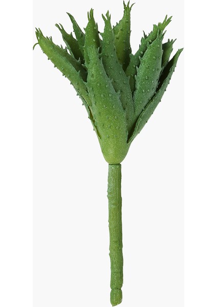 Aloe Dal M 18 cm