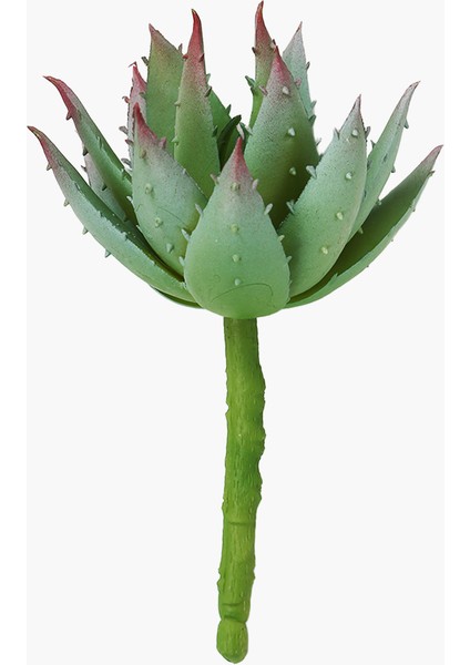 Aloe Geniş Dal L 16 cm