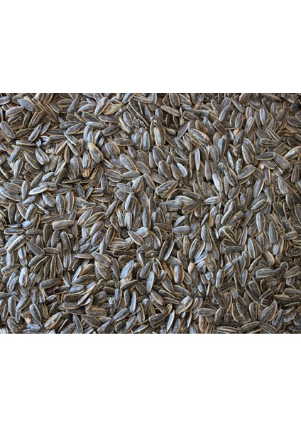 Tuzlu Çekirdek - 1 kg modelleri