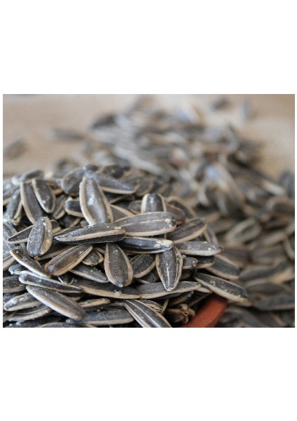 Tuzlu Çekirdek - 1 kg fırsatları