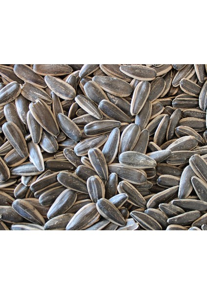 Tuzsuz Çekirdek - 1 kg modelleri