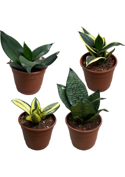 Sansevieria (Paşa Kılıcı) (4'lü Set)