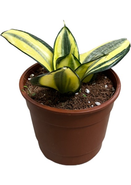 Sansevieria (Paşa Kılıcı) (4'lü Set) fiyatları