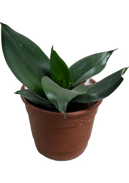 Sansevieria (Paşa Kılıcı) (4'lü Set) modelleri