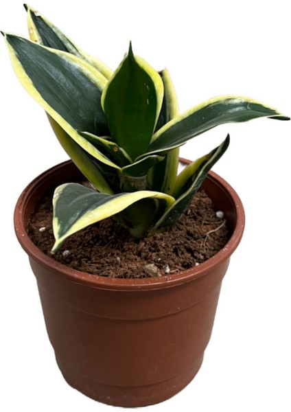 Sansevieria (Paşa Kılıcı) (4'lü Set) fırsatları