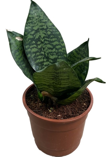 Sansevieria (Paşa Kılıcı) (4'lü Set) indirimleri