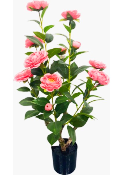 Saksılı Camellia 70CM