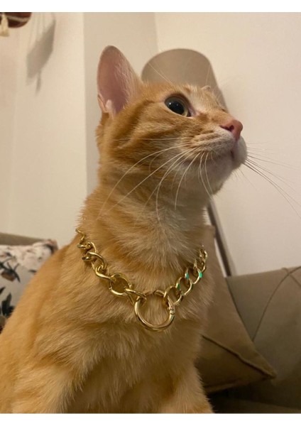 Kedi Tasması Ince Aksesuar Gold (Kararmaz) -Metal Aksesuar
