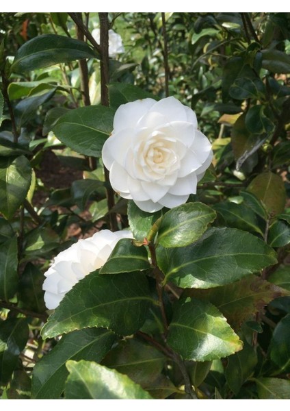 Camellia Japonica Beyaz Kamelya Fidanı 60-100 cm 2-3 Yaş Arası
