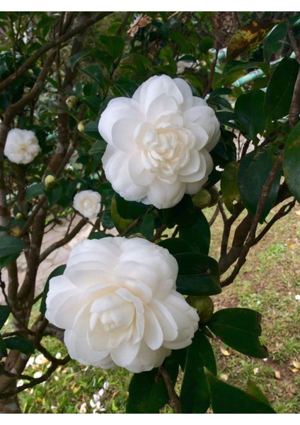 Camellia Japonica Beyaz Kamelya Fidanı 60-100 cm 2-3 Yaş Arası fiyatları
