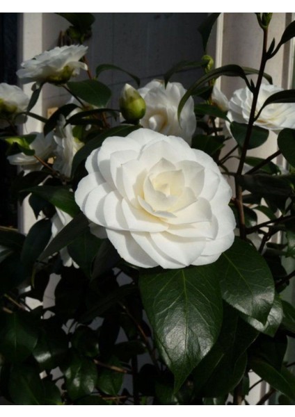 Camellia Japonica Beyaz Kamelya Fidanı 60-100 cm 2-3 Yaş Arası modelleri