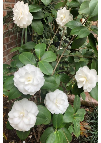 Camellia Japonica Beyaz Kamelya Fidanı 60-100 cm 2-3 Yaş Arası indirimleri