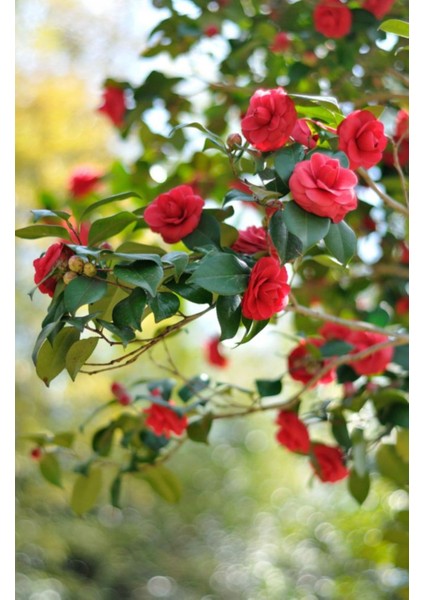 Camellia Japonica Kırmızı Kamelya Fidanı 60-100 cm 2-3 Yaş Arası