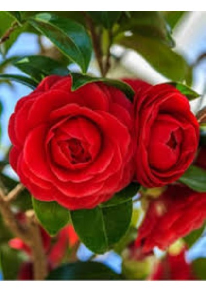 Camellia Japonica Kırmızı Kamelya Fidanı 60-100 cm 2-3 Yaş Arası fırsatları