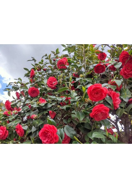 Camellia Japonica Kırmızı Kamelya Fidanı 60-100 cm 2-3 Yaş Arası indirimleri