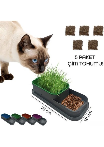 Topraksız Kedi Çimi Kabı