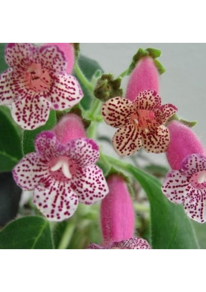 Koleksiyonluk Dalkullan Kohleria Japon Küpelisi Çiçeği Fidesi (Mini Potta)