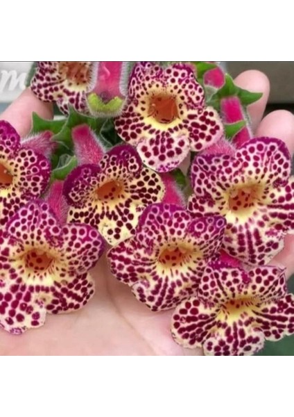 Koleksiyonluk Ni's Whence Kohleria Japon Küpelisi Çiçeği Fidesi (Mini Potta)