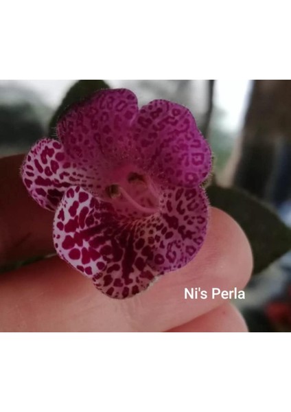 Koleksiyonluk Ni's Perla Kohleria Japon Küpelisi Çiçeği Fidesi (Mini Potta)