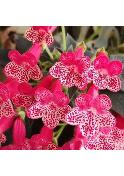 Koleksiyonluk Quen Victor Kohleria Japon Küpelisi Çiçeği Fidesi (Mini Potta)