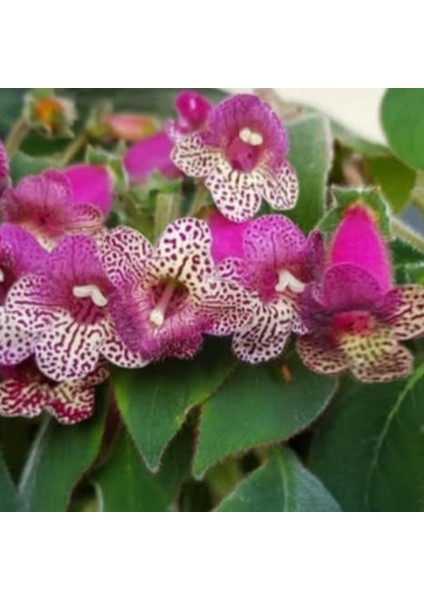 Koleksiyonluk Srg's Bitter Chocolate Kohleria Japon Küpelisi Çiçeği Fidesi (Mini Potta)