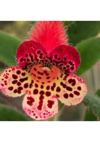 Koleksiyonluk Srg's Black Jack Kohleria Japon Küpelisi Çiçeği Fidesi (Mini Potta)