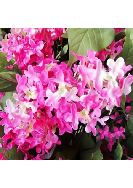 Pembe Leylak Fidanı