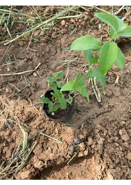Pembe Leylak Fidanı modelleri