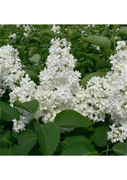 Beyaz Leylak Fidanı