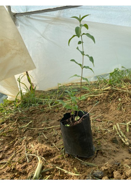Beyaz Leylak Fidanı modelleri