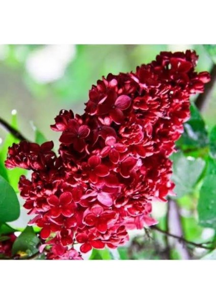 Kırmızı Leylak Fidanı