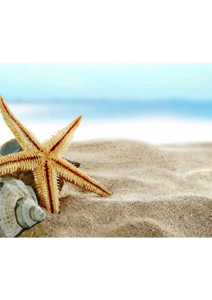 25 Adet Kahverengi Deniz Yıldızı, 4x8 Cm, Hobi ve El Işi Için Ideal Ürün fiyatları